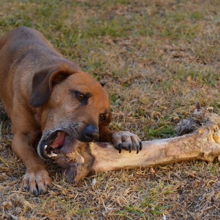 BARF Futter für Hunde – artgerechte Hundeernährungsberatung nature4dogs Braunfarbener Hund kaut auf einem großen Knochen auf grünem Gras.